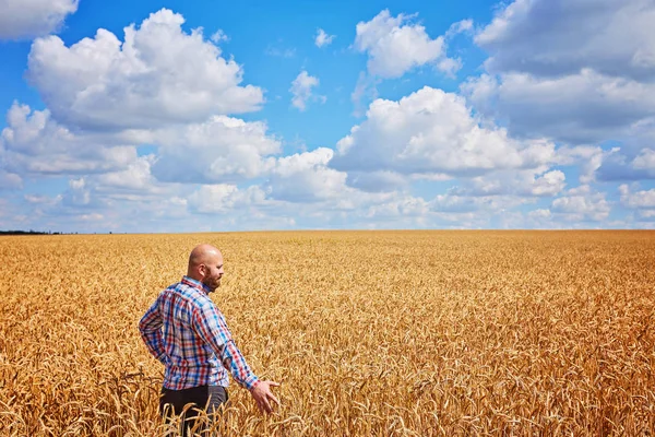 Farmer Walking Golden Wheat Field — Stock Photo, Image