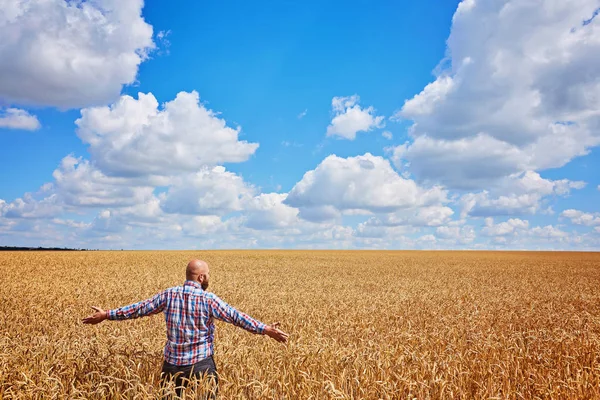 Boer Permanent Een Tarweveld Kijken Naar Het Gewas — Stockfoto