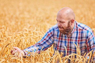altın buğday alanı yürüyüş çiftçi