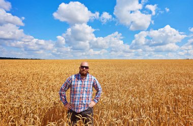 altın buğday alanı yürüyüş çiftçi