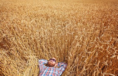 altın buğday alanı yürüyüş çiftçi
