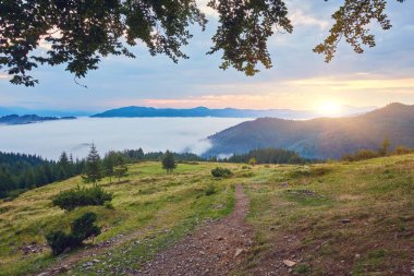 Bileşik manzara. çit yakınındaki dağlarda hillside çayır çapraz yolda. kaç çam ağaçları orman yolun iki yanında