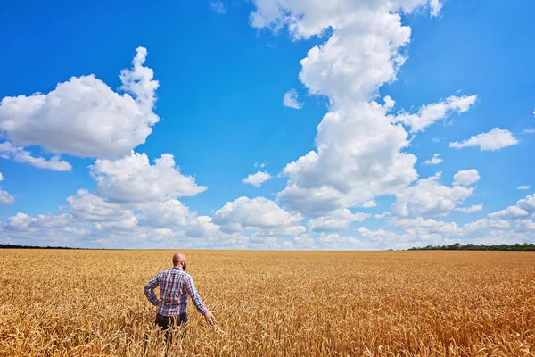 Farmer Walking Golden Wheat Field — Stock Photo, Image