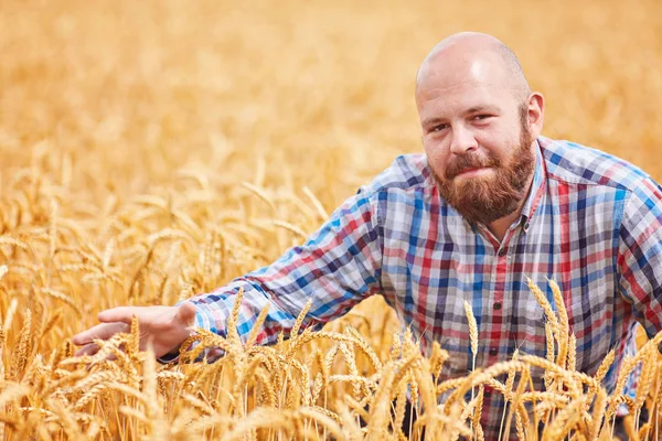 Boer Permanent Een Tarweveld Kijken Naar Het Gewas — Stockfoto