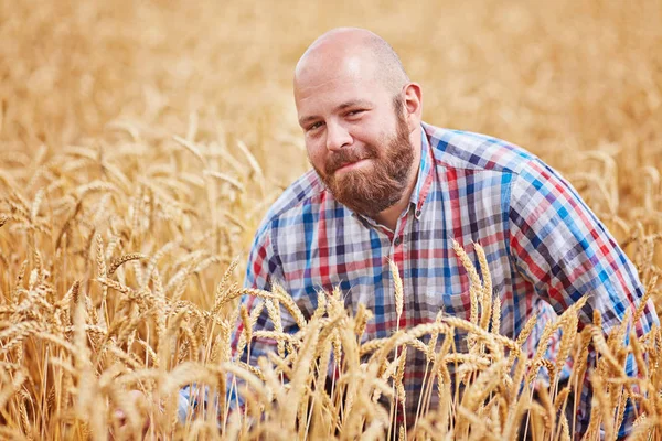 Farmer Séta Egy Aranyszínű Búzamező — Stock Fotó