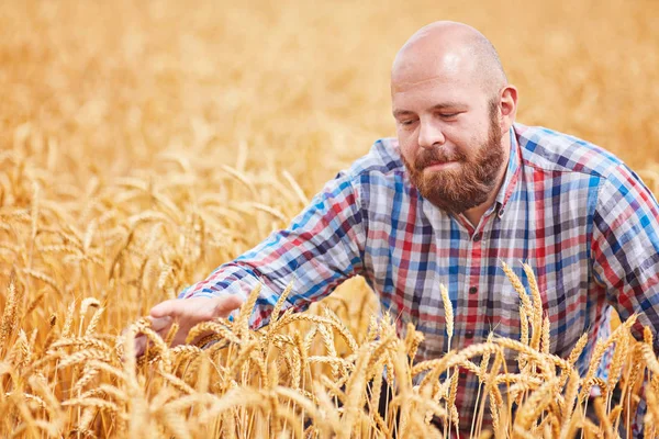 Boer Permanent Een Tarweveld Kijken Naar Het Gewas — Stockfoto