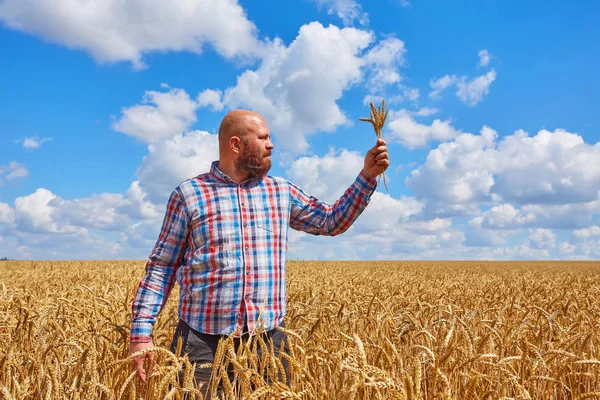 Boer Permanent Een Tarweveld Kijken Naar Het Gewas — Stockfoto