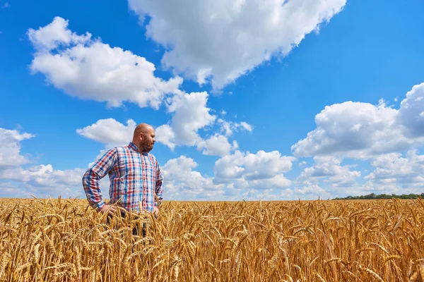 Farmář Procházky Zlaté Obilné Pole — Stock fotografie