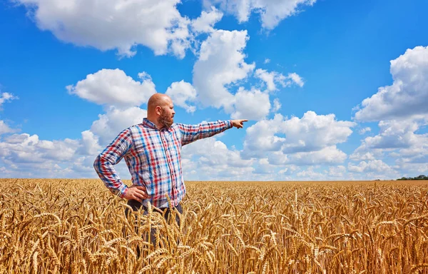 Farmer Walking Golden Wheat Field — Stock Photo, Image