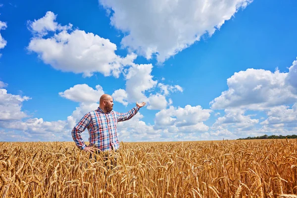 Bauer Geht Durch Ein Goldenes Weizenfeld — Stockfoto