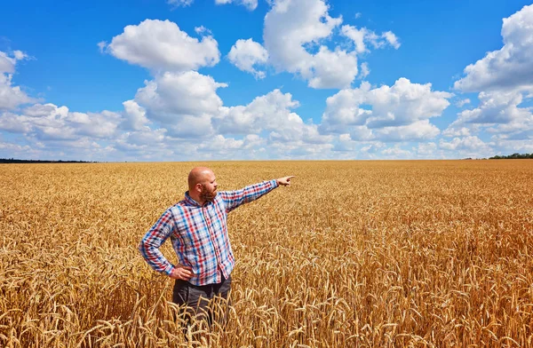 Γεωργός Στέκεται Έναν Τομέα Σίτου Εξετάζοντας Την Καλλιέργεια — Φωτογραφία Αρχείου