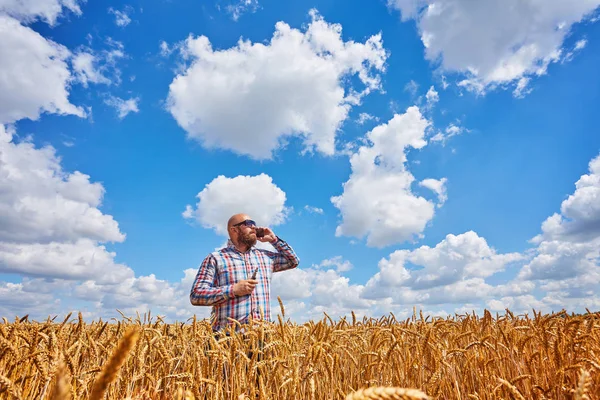 农民在蓝天的成熟麦田里抽烟 收获丰硕 — 图库照片