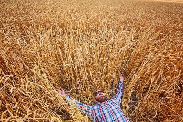 Een Boer Haarloze Hipster Liggen Ontspannen Gebied Van Tarwe — Stockfoto