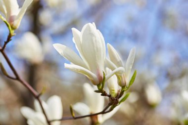 beyaz büyük Manolya
