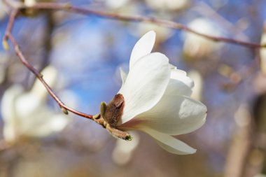 Beyaz Manolya çiçeği