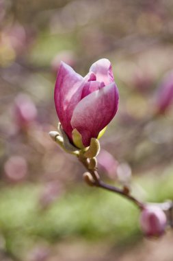 Flower Magnolia flowering against a background of flowers. clipart