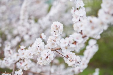 Bahar çiçeği arka planı. Çiçek açan ağaç ve güneş ışığıyla güzel bir doğa sahnesi.