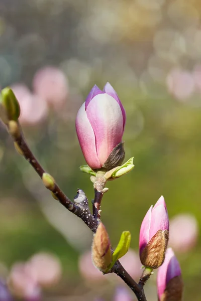 Fiore Magnolia fioritura su uno sfondo di fiori. — Foto Stock
