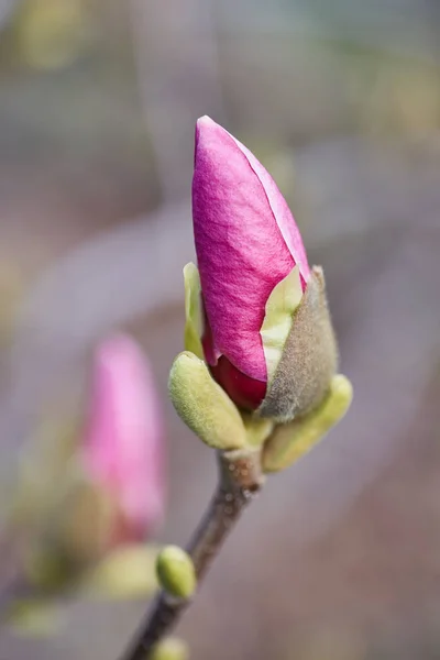 decoration of few magnolia flowers. pink magnolia flower. Magnolia.