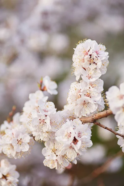 Florecimiento del albaricoque en primavera con hermosas flores blancas . —  Fotos de Stock