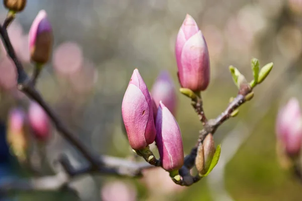 Decoración de pocas flores de magnolia. flor de magnolia rosa. Magnolia . —  Fotos de Stock