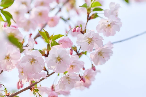 Borda de primavera ou arte de fundo com flor rosa . — Fotografia de Stock