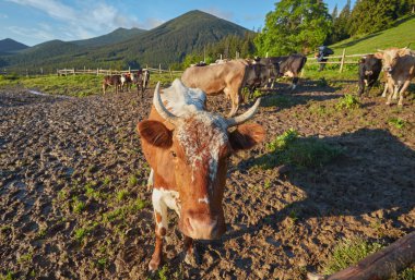 Yeşil dağlar ve inekler çayırda