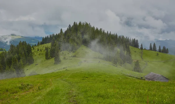 Туманний літній пейзаж з ялиновими деревами — стокове фото