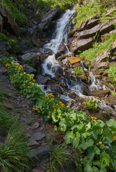 Río profundo en el bosque de montaña . — Foto de Stock