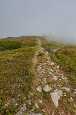kalın sabah sis yaz ormanın içinde. gölet ormandaki kalın sabah sis. Sabah yatay yaz kalın sis. Sabahları yoğun sis. sabah erkenden. Orman siste gizleme.