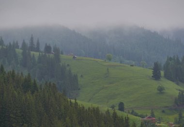 Sisli sabah yaz köknar ağaçları ile manzara