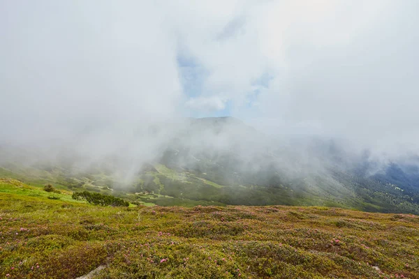 Floresta rolando colina em um dia nublado. paisagem encantadora natureza de paisagem montanhosa . — Fotografia de Stock