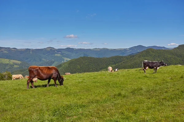 Стадо коров, пасущихся на горе — стоковое фото