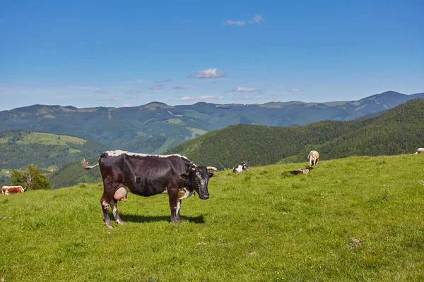 Зелений луг в горах і коровах — стокове фото