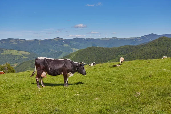 Альпийская корова. Коровы часто содержатся на фермах и в деревнях. Это полезные животные . — стоковое фото