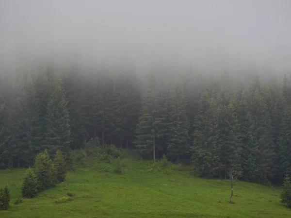Naturaleza panorama bosque verde montaña niebla nube viaje — Foto de Stock