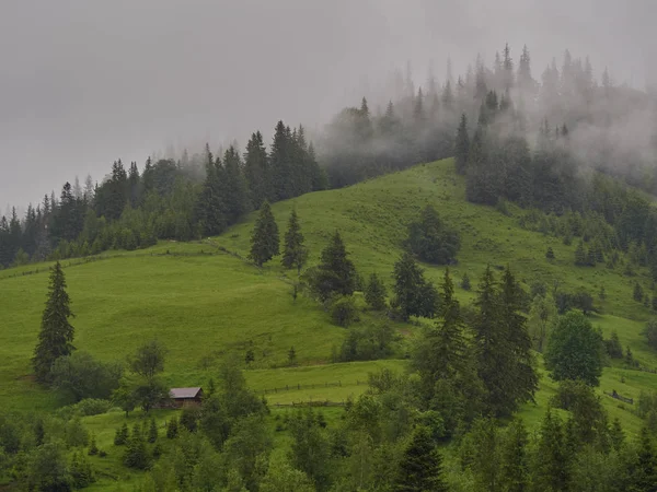 Mlhavé ráno letní krajina s jedlí — Stock fotografie