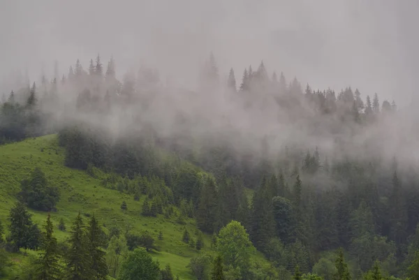 Панорама природи зелений ліс гірський туман хмарні подорожі — стокове фото