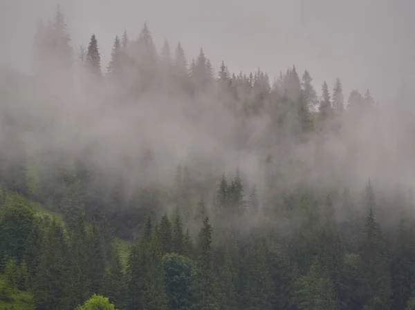 雾蒙蒙的早晨夏天风景与冷杉树 — 图库照片