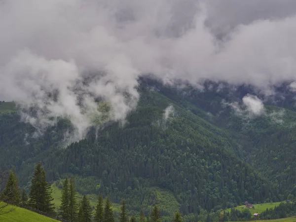 Mlhavé ráno letní krajina s jedlí — Stock fotografie