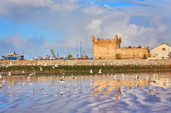 Zeemeeuw Met Zonsondergang Achtergrond Het Strand Van Essaouira Marokko — Stockfoto