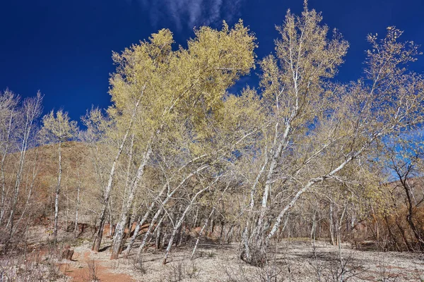 Betulle Bianche Nella Foresta Estate — Foto Stock