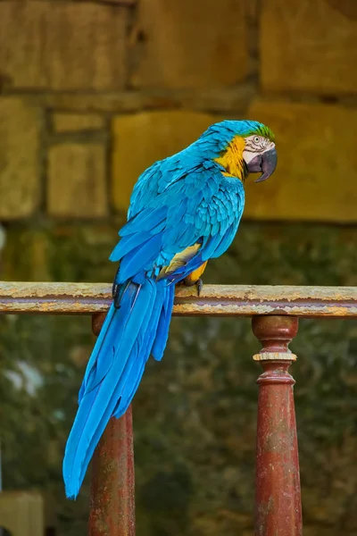 Blue Gold Macaw Isolated Timber Blur Background — Stock Photo, Image