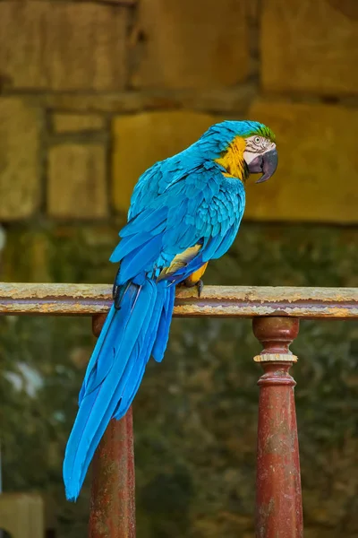 Arara Azul Dourada Isolada Madeira Com Fundo Embaçado — Fotografia de Stock