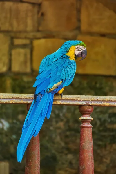 The Blue-and-gold Macaw isolated on timber with blur background.