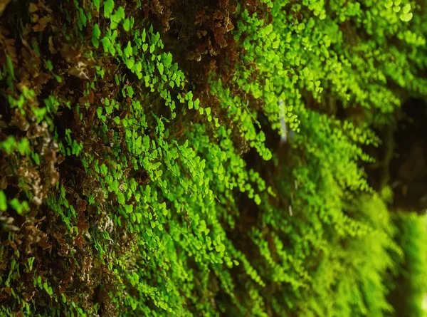 Zöld Moha Kövek Egy Régi Falon Talált Erdőben Sekély Mélység — Stock Fotó