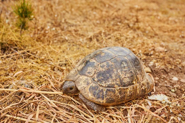 Beautiful Little Turtle Herman Green Grass — Stock Photo, Image