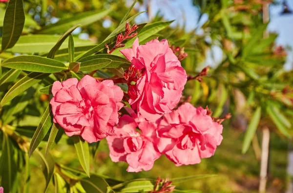 Rosa Blume Adenium Mit Tropfen Nach Regen Fokus Auf Blütenblätter — Stockfoto