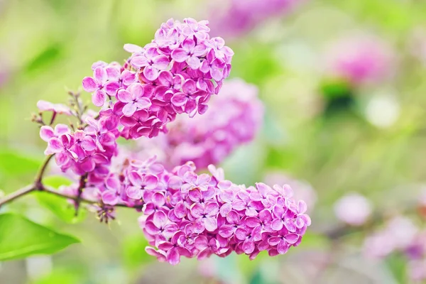 Jarní Květiny Kvetoucí Fialovými Květy Jaro Pozadí — Stock fotografie