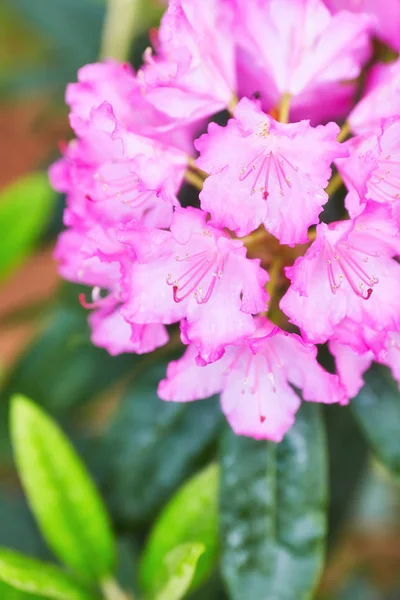 Kvetoucí Růžové Rhododendron Azalka Detail Selektivní Ostření — Stock fotografie